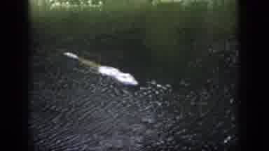 Dayton Ohio USA (1958): Animal Underwater Getting Something Thrown At It