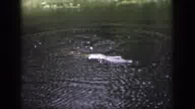 Dayton Ohio USA (1958): Crocodile Floating In The Water