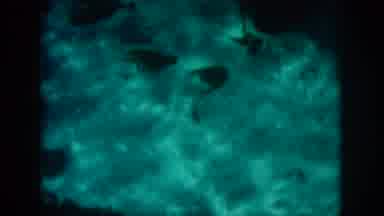 New Orleans Louisiana USA (1958): An Eerie Look At The Bottom Of The Ocean
