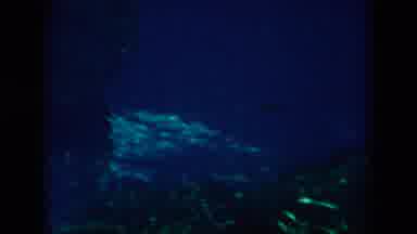 New Orleans Louisiana USA (1958): Fish Underwater Vacation Travel
