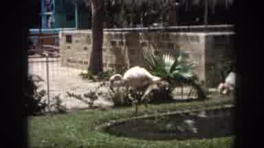 New Orleans Louisiana USA (1958): Watching A Bird Doing Its Normal Daily