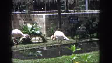 New Orleans Louisiana USA (1958): Variety Of Tropical Plants On Display In Large