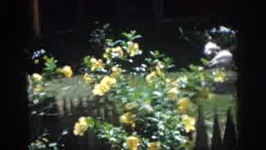New Orleans Louisiana USA-1958: Yellow Rose Garden With Picket Fence And People In Background