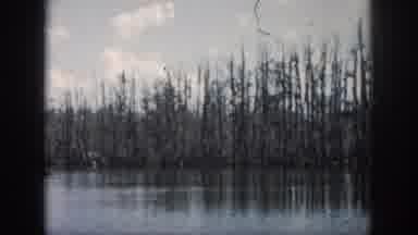 New Orleans Louisiana USA (1958): Tall Grass Weeds Growing Out Of The Water