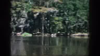 New Orleans Louisiana USA (1958): Sturdy Trees Line The Edge Of The Lake