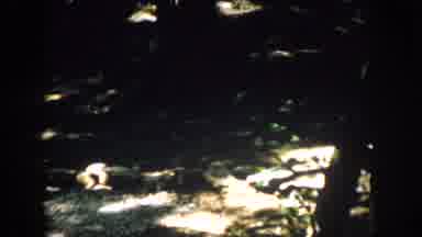 Virginia USA (1958): Landscape Consisting Of Trees Shrubs Dirt Rocks And In A