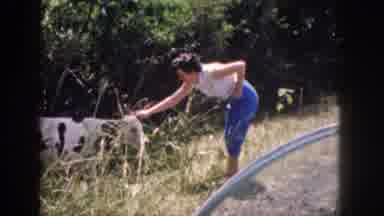 Hawaii USA (1959): Lady Touch Cow And Fear Feeling To Be Back And Her Feed On Cow