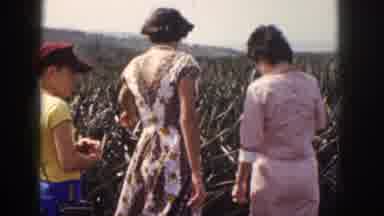 Hawaii USA (1959): Two Women And A Boy Examine A Crop That Stretches Off To The