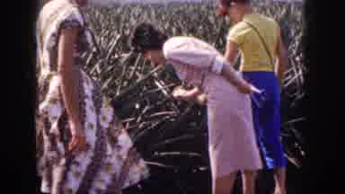 Hawaii USA (1959): Woman Looking In Tall Grass