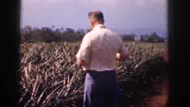 Hawaii USA (1959): A Man Accompanied By A Boy Photographs A Crop On A Windy Day