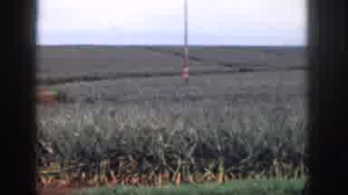 Hawaii USA (1959): Girl Standing In A Field And A Crane