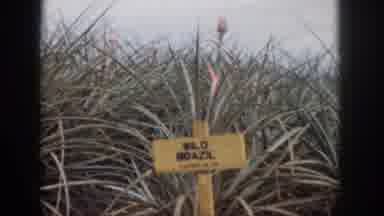 HAWAII USA-1959: Pineapple Field With Labeled Crops Under Cloudy Sky