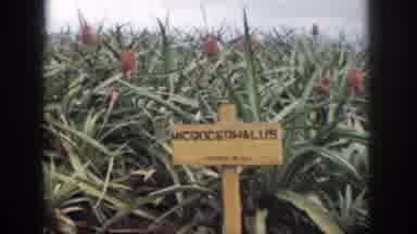 Hawaii USA (1959): Farm By The Roadside