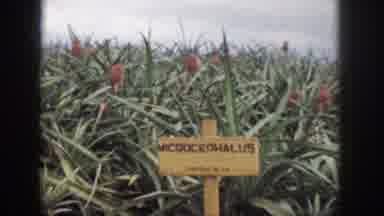 Hawaii USA (1959): People Observe A Flowering Crop While Standing Near A Road