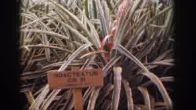 Hawaii USA (1959): A Field Of Sword Grass