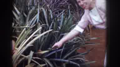 Hawaii USA (1959): Lady Pointing At Something In Tall Grass