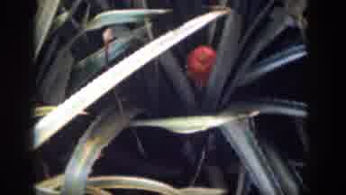 Hawaii USA (1959): Taking Pictures Plant Photos