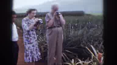 Hawaii USA (1959): Three People Taking A Picture Of A Bush