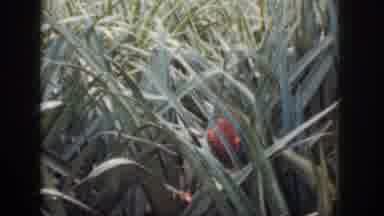 Hawaii USA (1959): Red Object Or Creature In Grass
