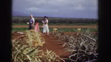 Hawaii USA (1959): People Walking Through Pineapple Fields