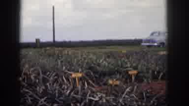 Hawaii USA (1959): Old Style Baby Blue Car In Grassy Field On Overcast Day
