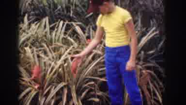 Hawaii USA (1959): Boy Exploring Garden Flower With 1950s Car On Road In