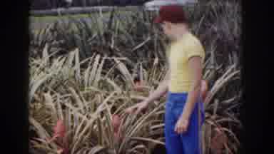 Hawaii USA (1959): A Boy Dressed In Yellow Tending To Fruit Followed By Some Boats