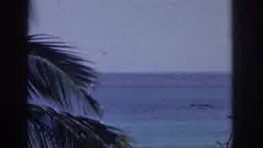 Hawaii USA (1959): Palm Tree Fronds Gently Blowing In The Wind On A Warm Sunny Day