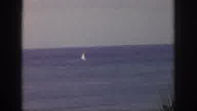 Hawaii USA (1959): Caribbean Vacation