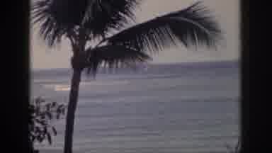 Hawaii USA (1959): View Of The Ocean With A Palm Tree Blowing In The Wind With A