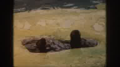 Hawaii USA (1959): Wet Slippery Seal Land To Water