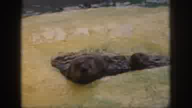 Hawaii USA (1959): Two Excited Swimming Playful Curious Seals