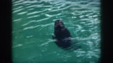 Hawaii USA (1959): Old Video Of Someone Feeding Seal At A Theme Park Or Vacation