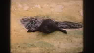 Hawaii USA (1959): Two Seals In Water One Of Them Eating A Fish The Other In A