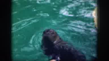 Hawaii USA (1959): A Seal Swimming And Playing Preparing For Its Performance