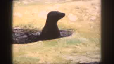 Hawaii USA (1959): Seal Performing Loses His Fish