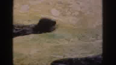 HAWAII USA-1959: Seals Swimming And Playing Inside Of A Zoo