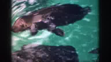 Hawaii USA (1959): A Seal Diving Into The Water And Poking Its Head Out