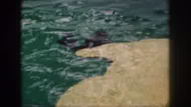 Hawaii USA (1959): Video Of Seal Or Otter Moving Head Down Into Water By A Rock In