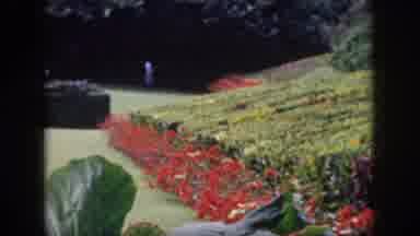 Hawaii USA (1959): A Lone Person Walking Around A Garden
