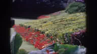 Hawaii USA (1959): Sunny Day With Bushes Cat Walking Around White Biding Green