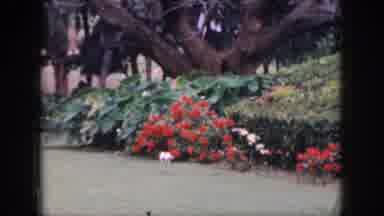 Hawaii USA (1959): A White Cat In The Flower Garden