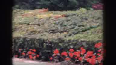 Hawaii USA (1959): A Camera Panning Across A Colorful Garden
