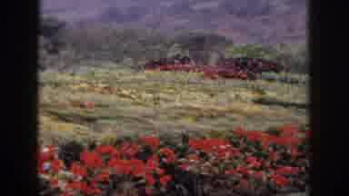 Hawaii USA (1959): Beautiful Mountain Scenery With Red Flowers And Lush Glades