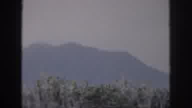 Hawaii USA (1959): The Tops Of Trees On A Foggy Mountain