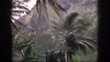 Hawaii USA (1959): A Unique View That Combines Palm Trees With Rough Faced