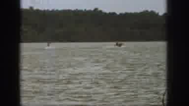 Michigan USA (1961): Animal Playing With Fish Sea Surface Near Dark Forest