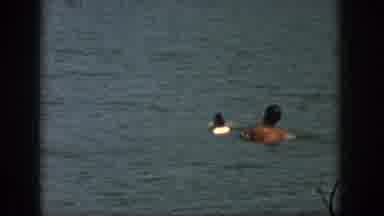 Michigan USA (1961): A Water Skier Near Shore Is Pulled Up Onto His Skis In A Body