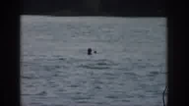 Michigan USA (1961): Person Water Skis On Lake Behind Boat On A Summer Day, Comes