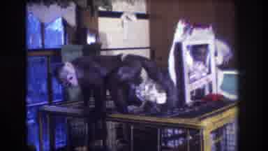 Medford New Jersey USA (1973): Monkey On Cage Contemplating Jumping